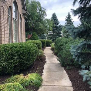 Pruning and Reshaping Overgrown Walkway: After