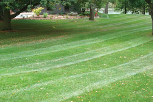 Lawn Project: After